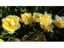 P 20180515 093511.jpg