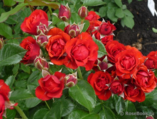 ���� ���� ������� �2 250�