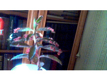 �������� ��������� Pink Butterflies