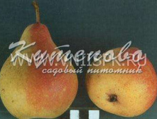 ����� "���������"  �4  500�  �7 560�