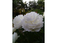 ���� ���������������� �������