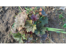 P 20180515 180658.jpg