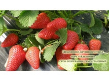 ������������ �������.jpg