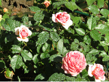 ���� Chippendale.JPG