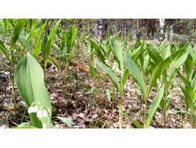 IMG 20180603 125942.jpg