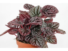 ��������� �������� ���� -