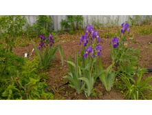 P 20180602 092901 1.jpg