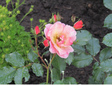 ���� Jazz.JPG