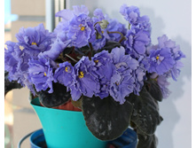 �� ������� ����.jpg