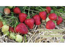 ������� �������.jpg