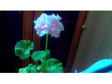 ���������� Morval