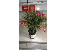 ������� ���