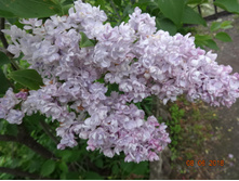 DSC04528.JPG
