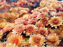 ���������� "�����"