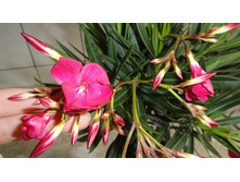 ������� ���