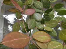 Dischidia Ovata.