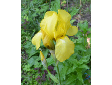 ���� ������