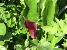 ����� ��� ����.JPG