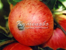 ������ "�������� ����������"  �4  495�