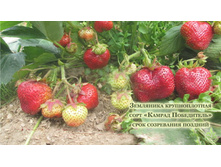 ������� ������ ����������.jpg