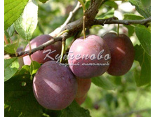 ����� ���� �������� ������ � �4 �4  539�