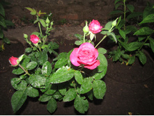 �����/���� ���� Heidi Klum.JPG