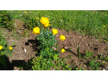 P 20180521 084322.jpg