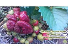 ������� ������.jpg