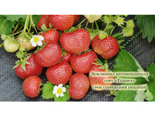 ������� ������.jpg