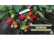 ������� �����.jpg