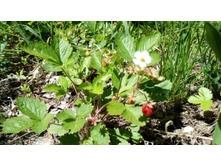 IMG 20180616 121339.jpg