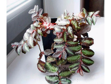 ��������� ����(����)