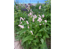 ����� ����������