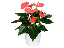 �������� ���� ���� - 550- 750  ���.