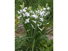 ��������� ������������