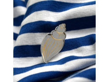 ����� Volutidae �������/������