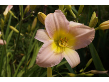 ��������  �������� ������� 100�.