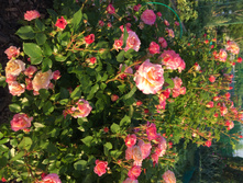 ������ ����