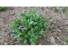 P 20180506 164220.jpg