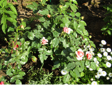 ���� Chippendale.JPG