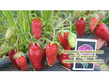 ������� ����������.jpg