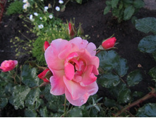 ���� Jazz.JPG