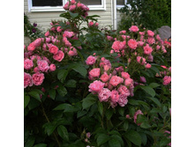 ���� ���� ����������� �2 300�