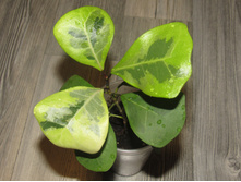 ����� Triangularis yellow variegata