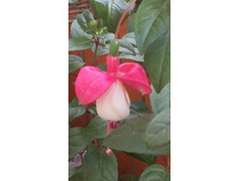 ����������� ������