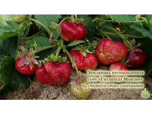 ������� ��������� ������.jpg