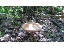 IMG 20180616 140820.jpg