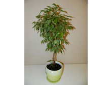 ����� - 50 ���.