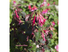 ������ Catharina