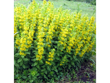 ��������� ��������